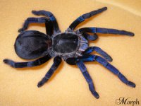 Haplopelma lividum