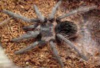 Lasiodora parahybana - ptasznik olbrzymi