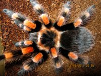 Brachypelma annitha