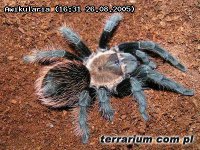 Aphonopelma pallidum