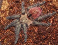 Thrixopelma ockerti