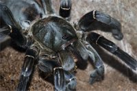 Haplopelma longipes