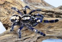 Poecilotheria metallica