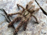 Stromatopelma calceatum