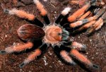 Aphonopelma