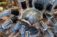 Aphonopelma seemanni