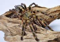 Poecilotheria rufilata