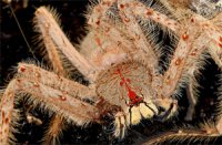 Heteropoda davidbowie