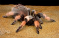 Brachypelma emilia