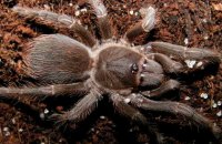 Acanthoscurria insubtilis