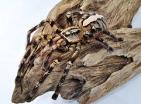 Poecilotheria ornata