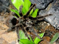 Grammostola grossa