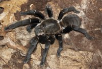 Haplopelma hainanum