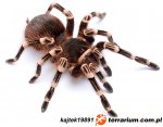 Acanthoscurria