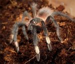 Sericopelma