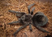 Grammostola pulchra