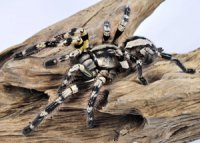 Poecilotheria striata