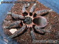 Acanthoscurria musculosa