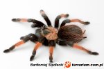 Brachypelma