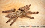 Stromatopelma