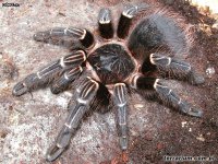 Acanthoscurria juruenicola