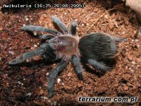 Aphonopelma caniceps