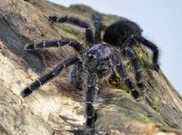 Avicularia purpurea