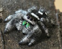 Phidippus regius