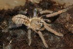 Haplopelma