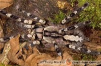 Poecilotheria regalis