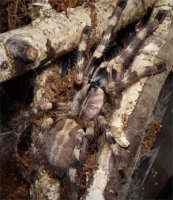 Poecilotheria formosa