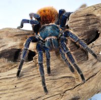 Chromatopelma cyaneopubescens