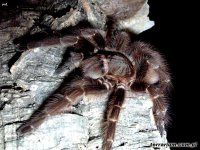 Acanthoscurria sternalis