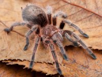 Grammostola rosea