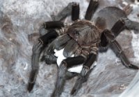 Chilobrachys dyscolus