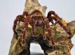 Theraphosa