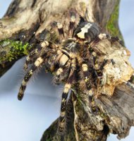 Poecilotheria subfusca