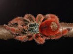 Avicularia