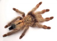 Psalmopoeus pulcher