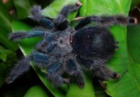 Avicularia geroldi