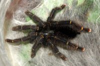 Avicularia juruensis