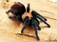 Brachypelma albiceps