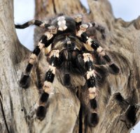 Poecilotheria tigrinawesseli