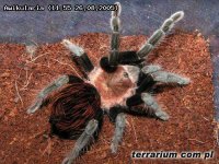 Aphonopelma anax