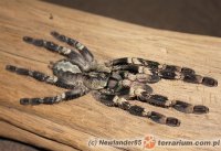 Poecilotheria smithi